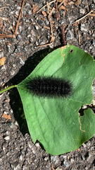 Hypercompe scribonia