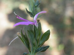 Dicliptera minor