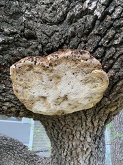 Inonotus hispidus