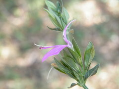 Dicliptera minor