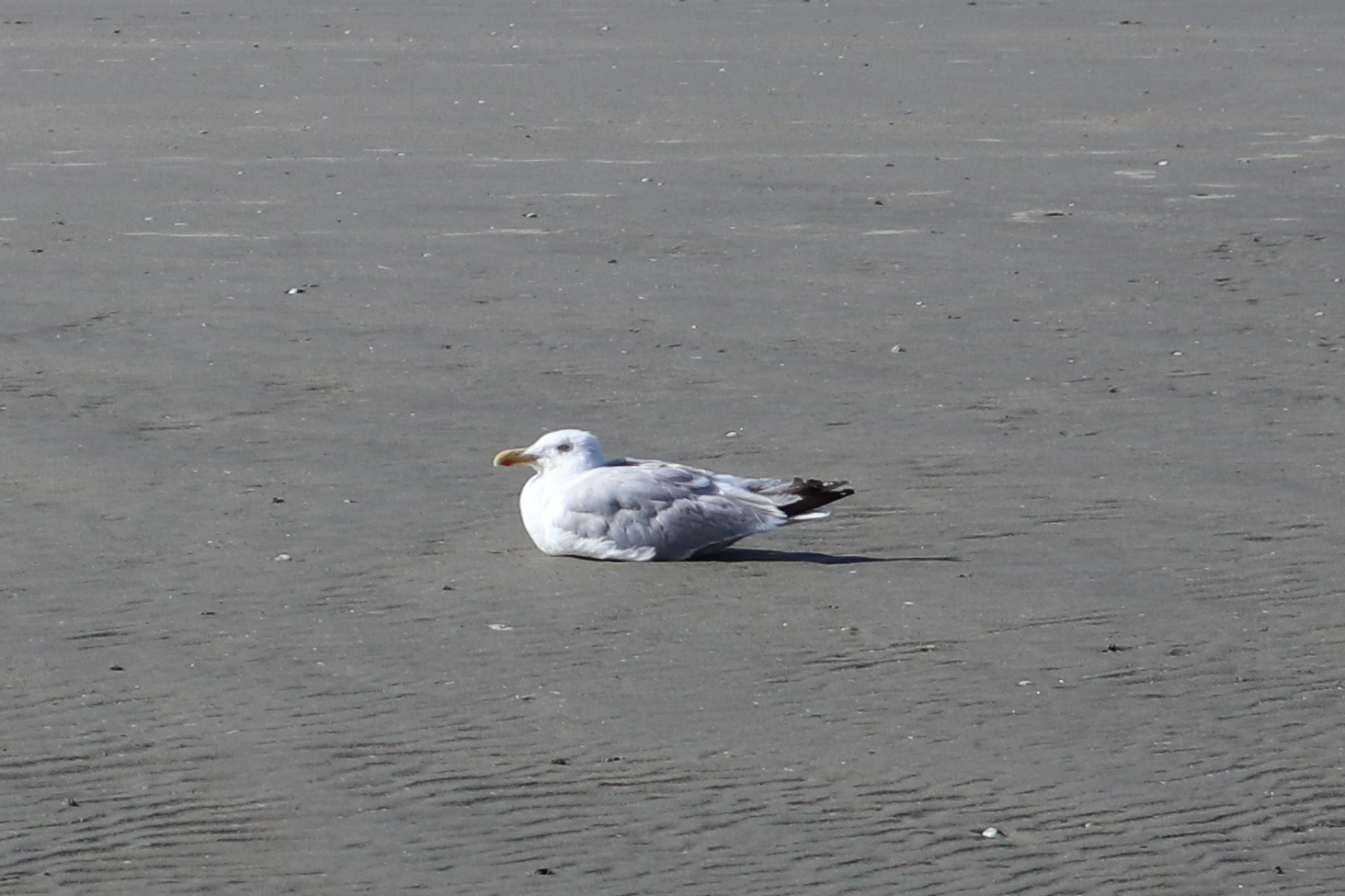 European Herring Gull