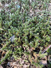 Selaginella rupestris