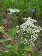 Eupatorium hyssopifolium