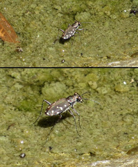 Cicindela sedecimpunctata