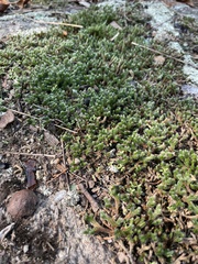 Selaginella rupestris