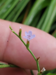 Limonium carolinianum