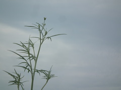 Bidens subalternans