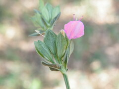 Dicliptera minor