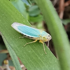 Cicadella viridis