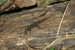 Gonatodes albogularis albogularis