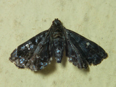 Drosophantis caeruleata