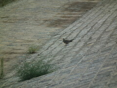 Streptopelia orientalis