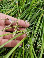 Limonium carolinianum
