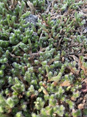 Selaginella rupestris