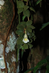 Codonanthopsis