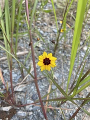 Coreopsis tinctoria