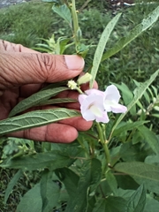 Sesamum indicum