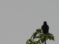 Hylopsar purpureiceps