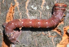 Biston betularia