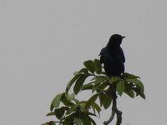 Hylopsar purpureiceps