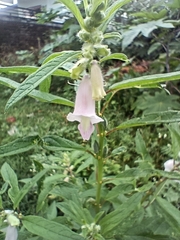 Sesamum indicum