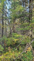 Poecile hudsonicus