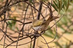 Phylloscopus bonelli