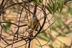 Phylloscopus bonelli