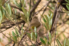 Phylloscopus bonelli