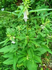 Sesamum indicum