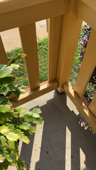 Schlumbergera truncata