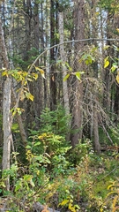 Poecile hudsonicus