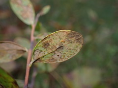 Naohidemyces vacciniorum