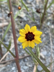 Coreopsis tinctoria