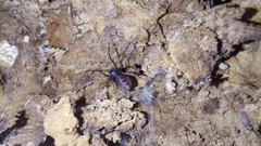 Scytodes