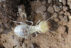 Hodotermitidae