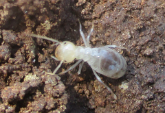 Hodotermitidae