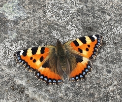 Aglais urticae