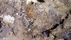 Scytodes