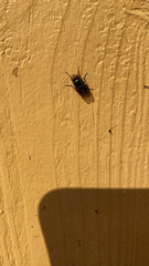 Chrysomya megacephala