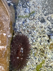 Actiniidae