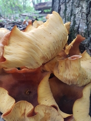 Omphalotus olearius