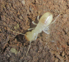 Hodotermitidae