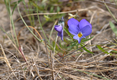 Viola tricolor curtisii