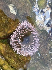 Bunodactis reynaudi