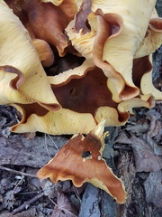 Omphalotus olearius