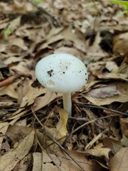 Phalloideae