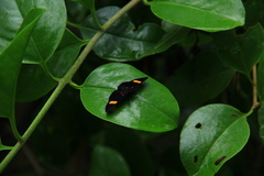 Melanis electron
