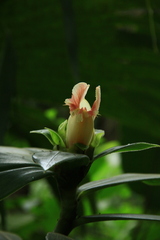 Costus