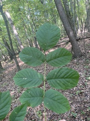 Fraxinus nigra